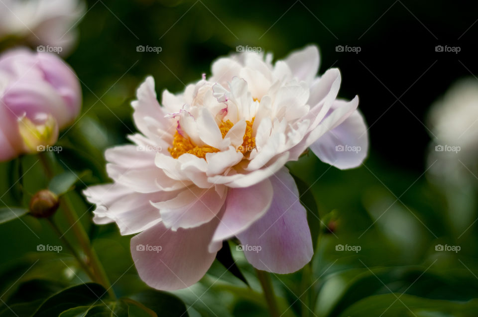 Peony 