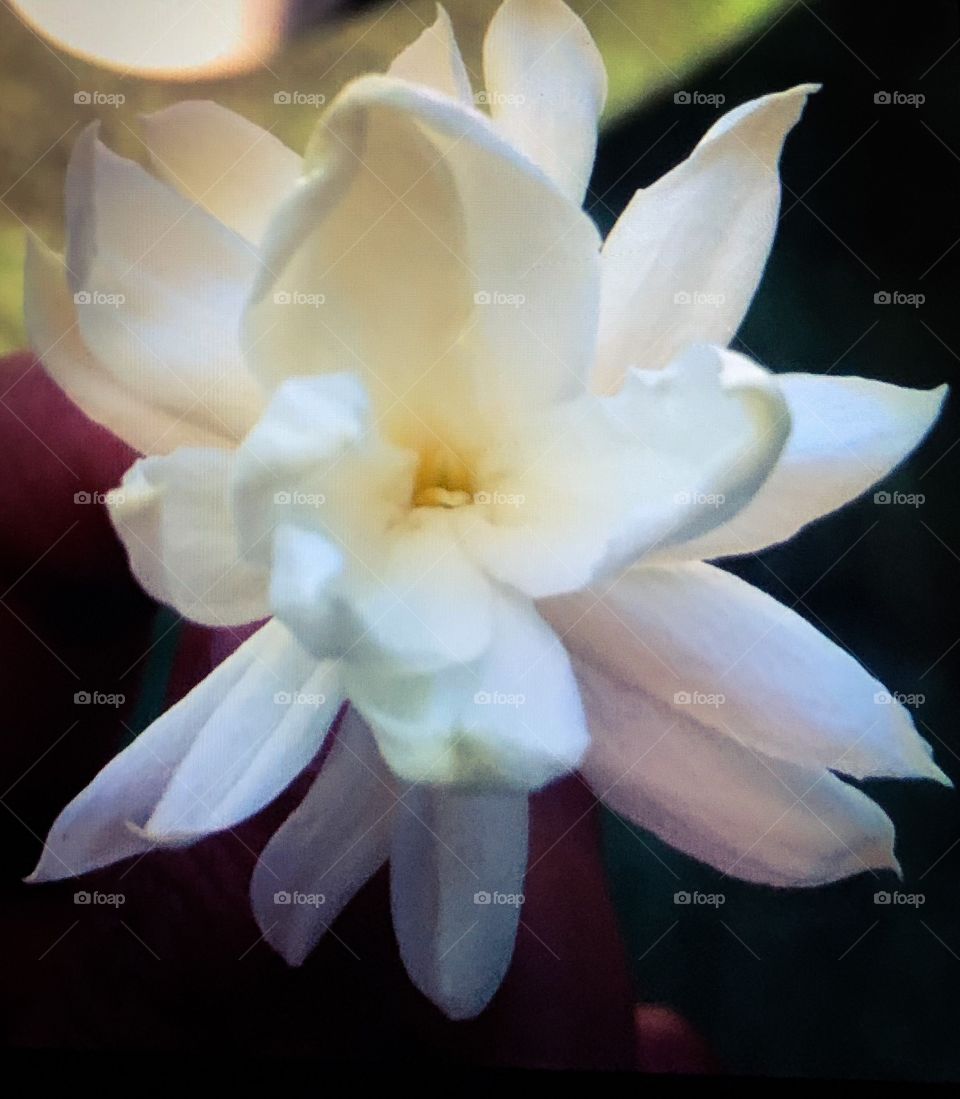 While flower jasmine 