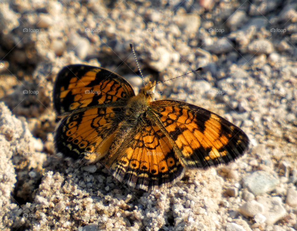 butterfly in the sand