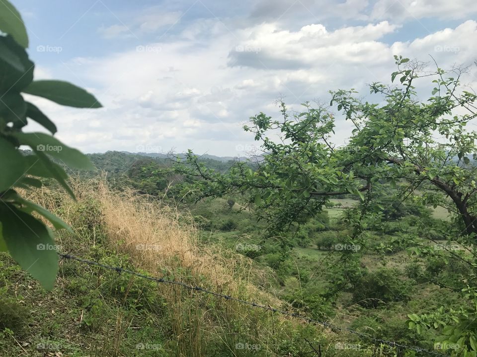 Greenery on the side of a mountain in Honduras.