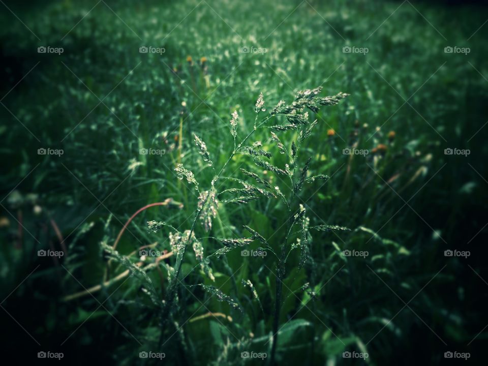 grass