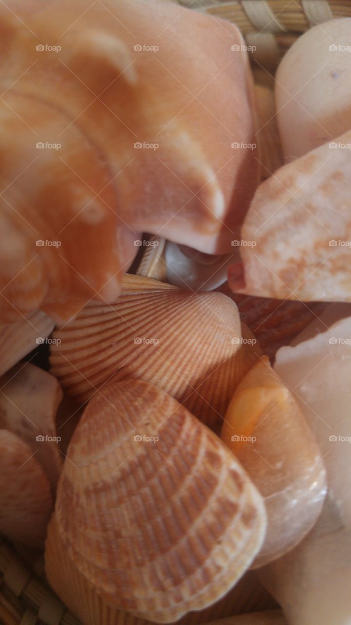 Sea shells