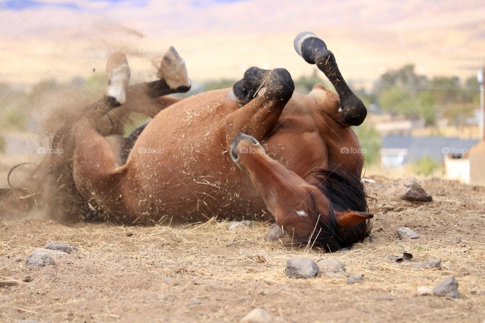 American Wild Mustang mare rolling in the dust