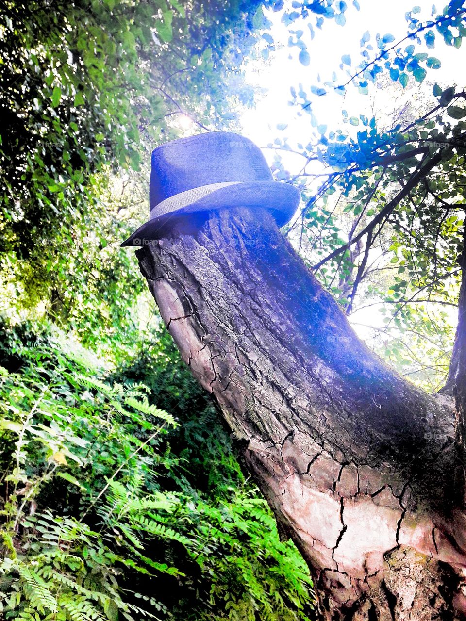 hat on tree
