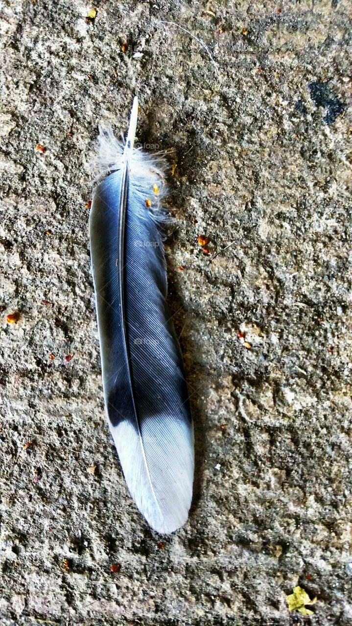 feather