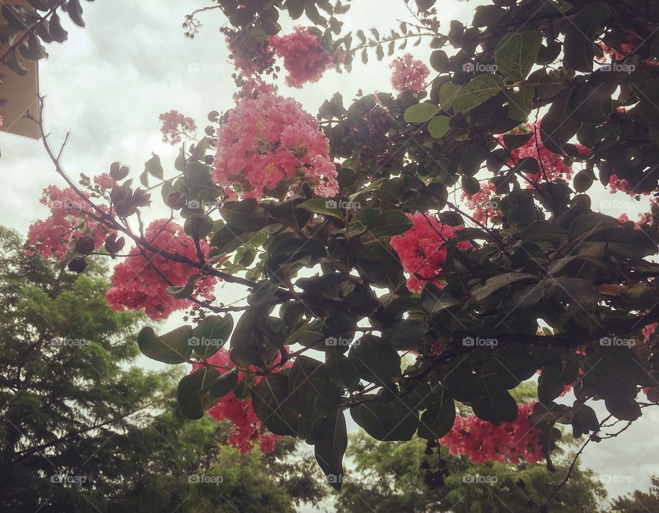 Pink blossom tree