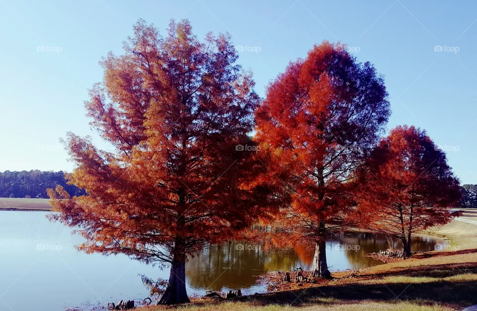 Trees Around Us