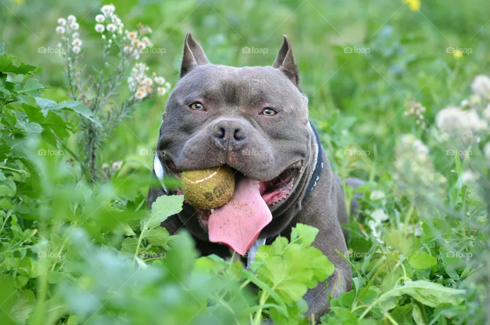 dog