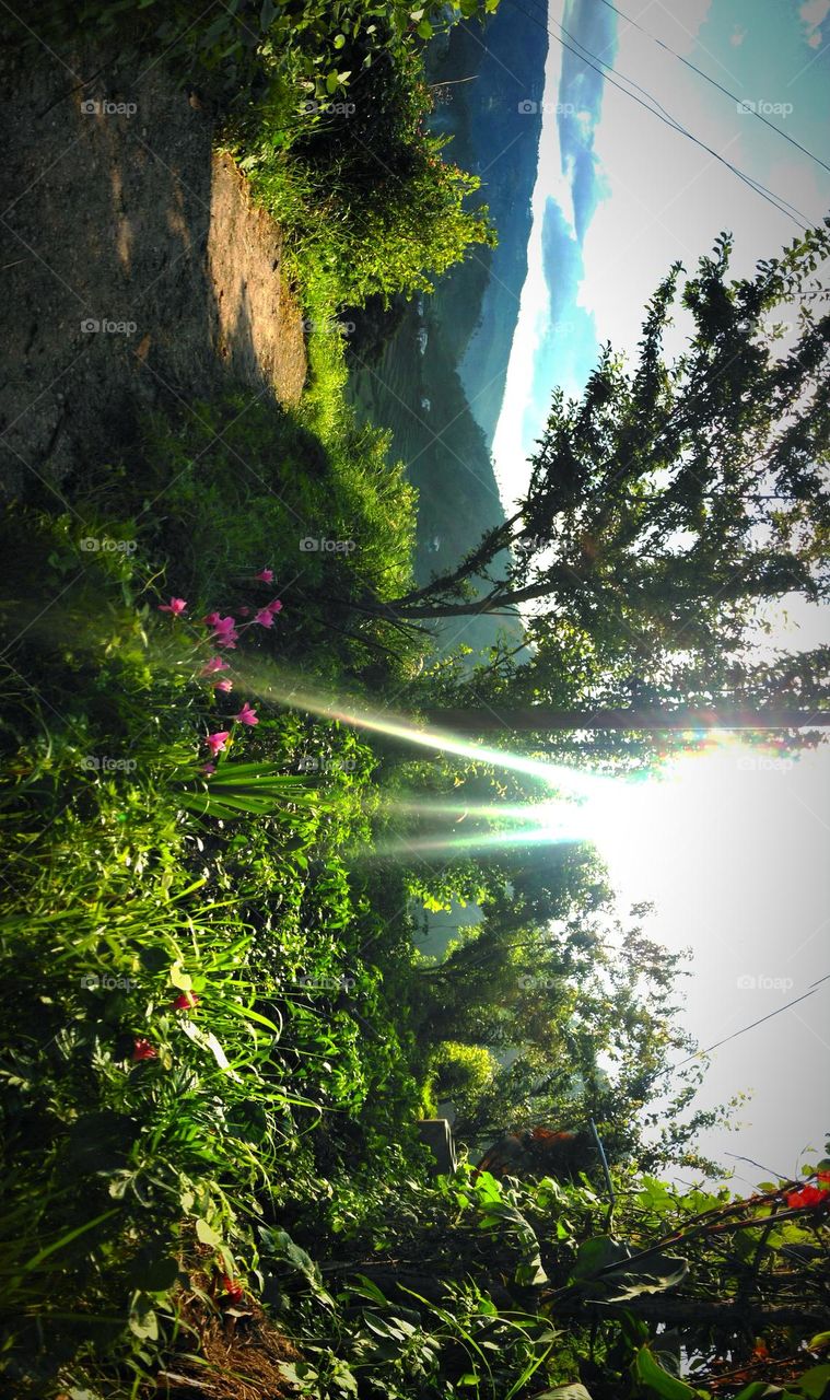 sun light passing through the trees