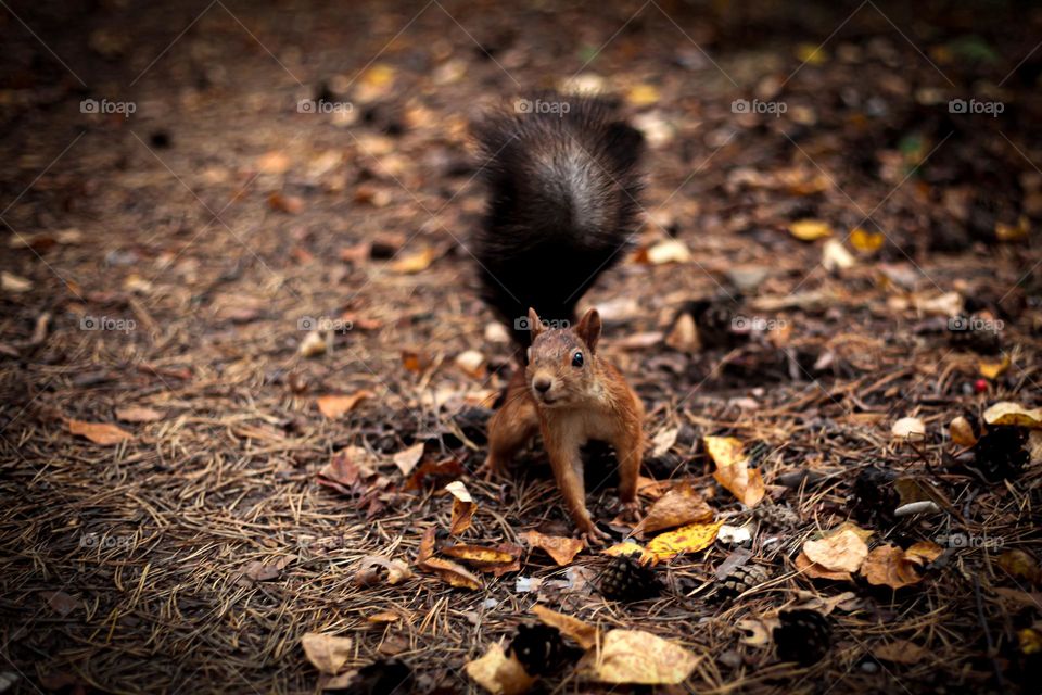 Charming squirrel