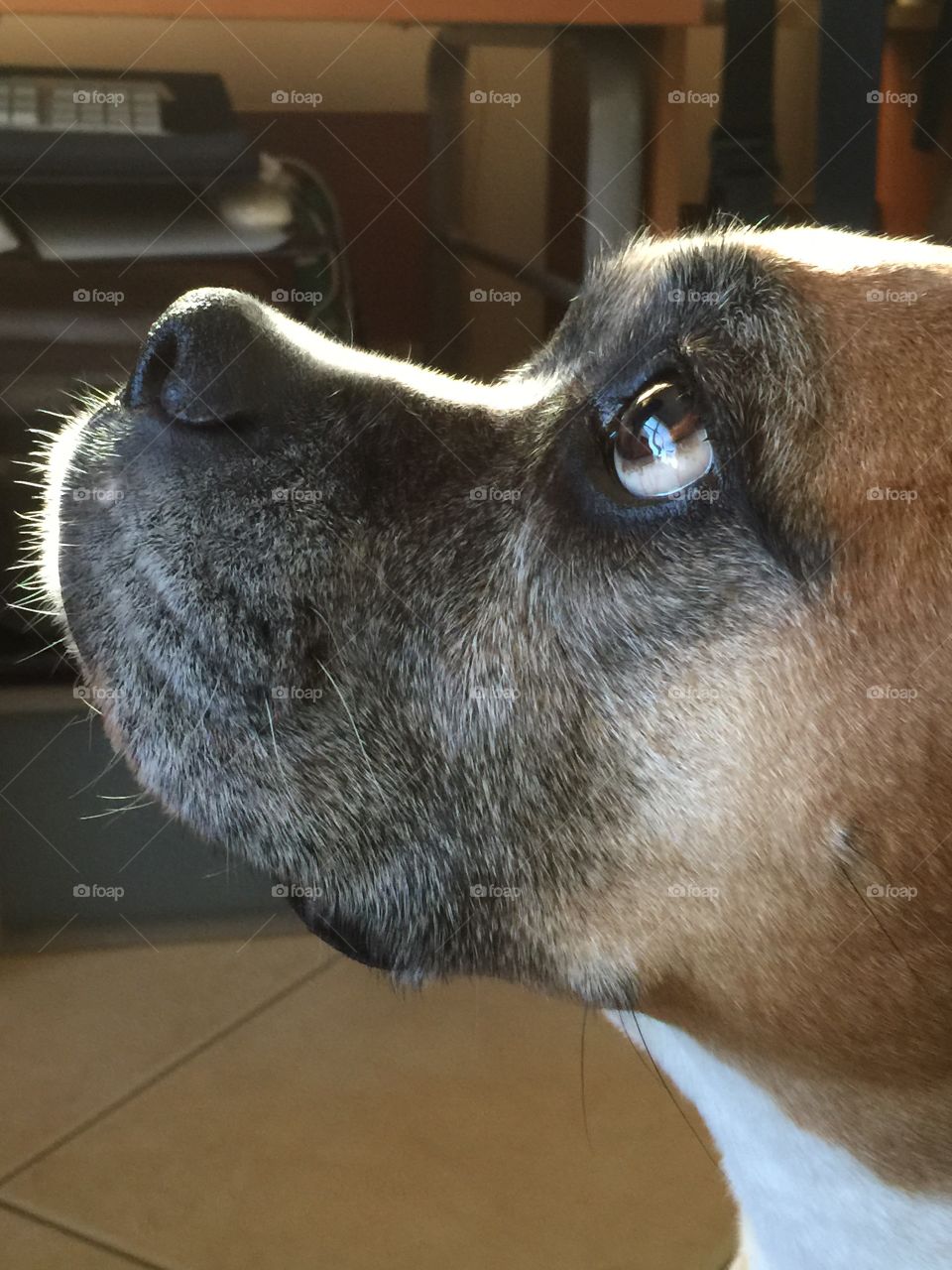 Dog. Boxer dog looking up indoors