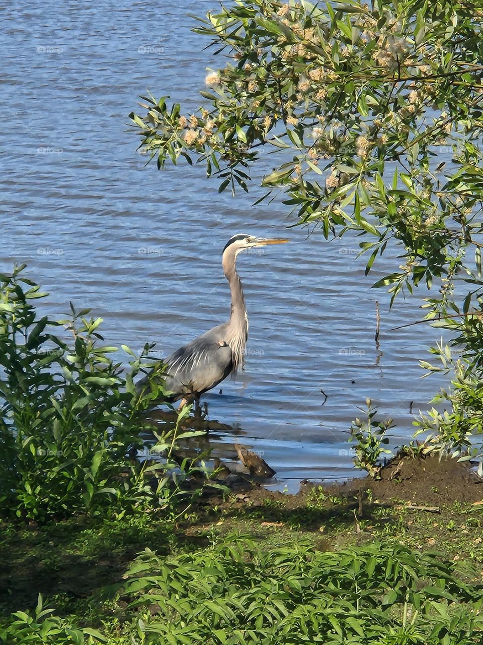 Heron finds a resting place in the shade of Oregon wetlands