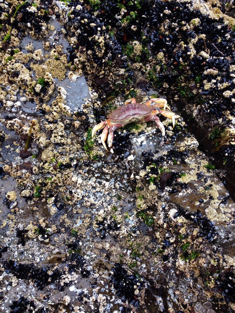 Crab in Tidepool