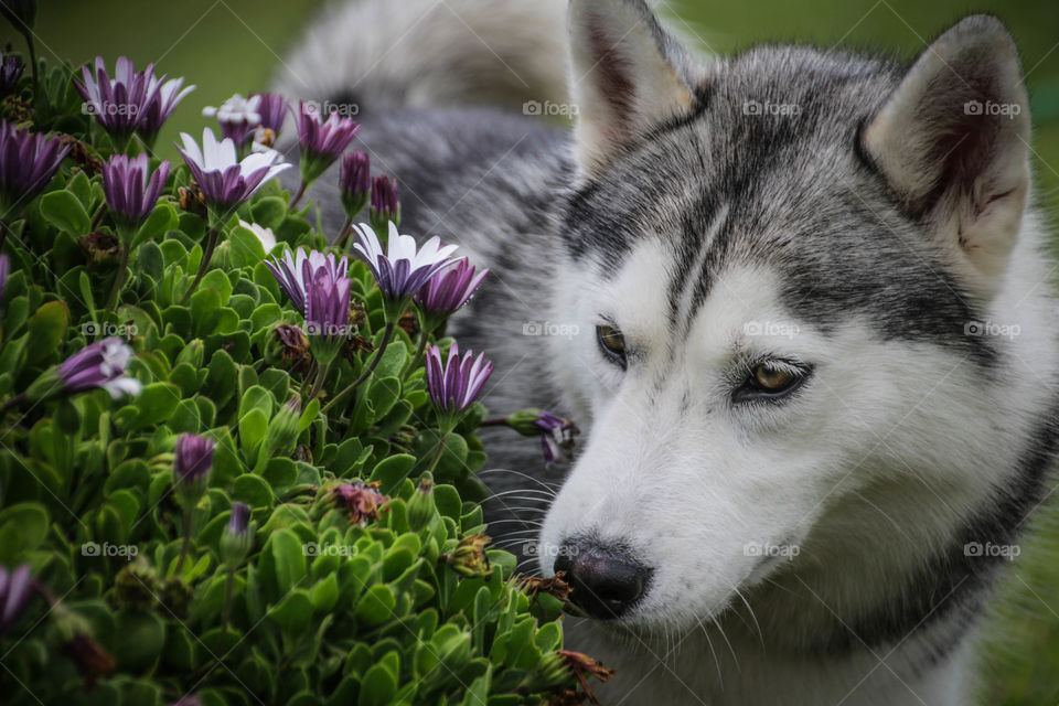 Husky lovers out there?