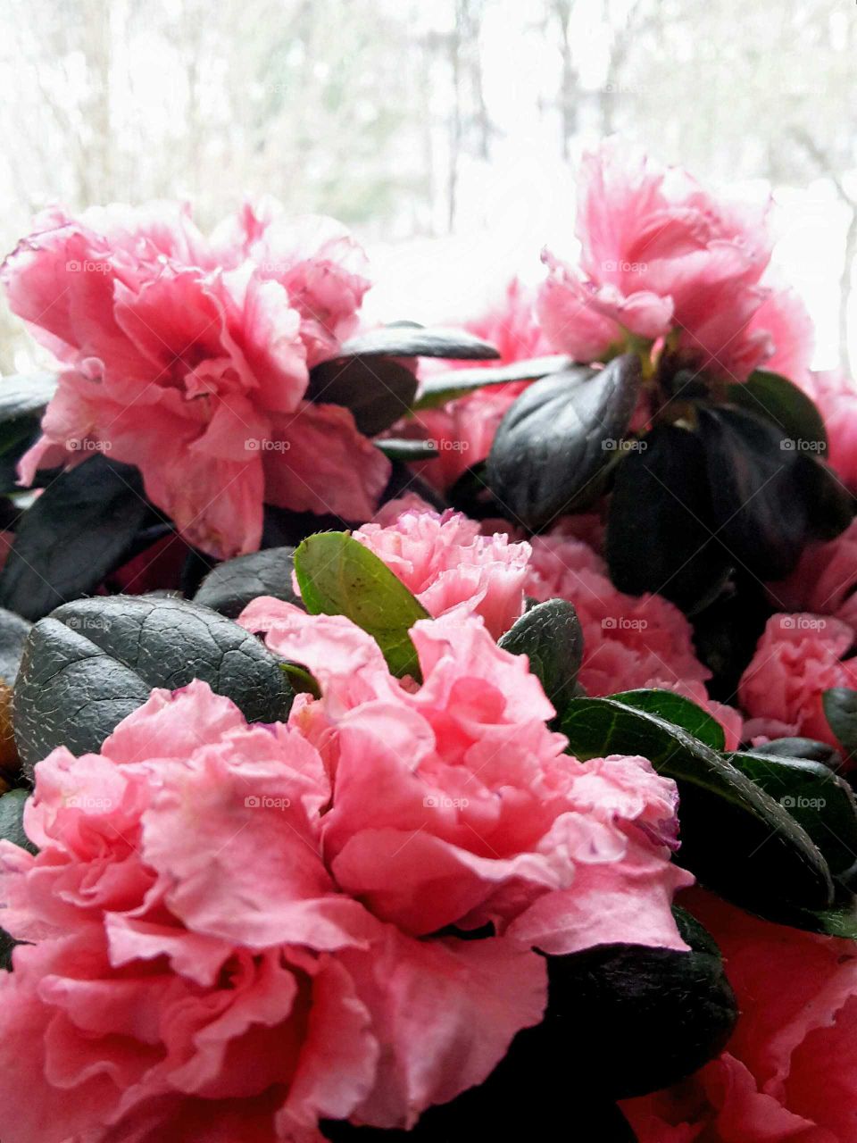 red azalea at a window with snow landscape in the background