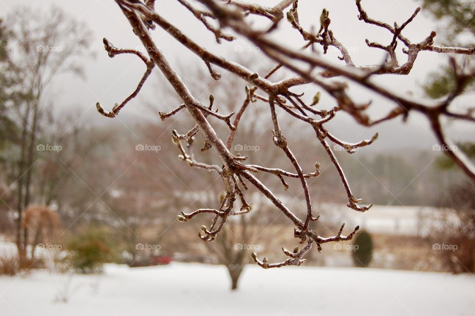 Ice Covered Branch