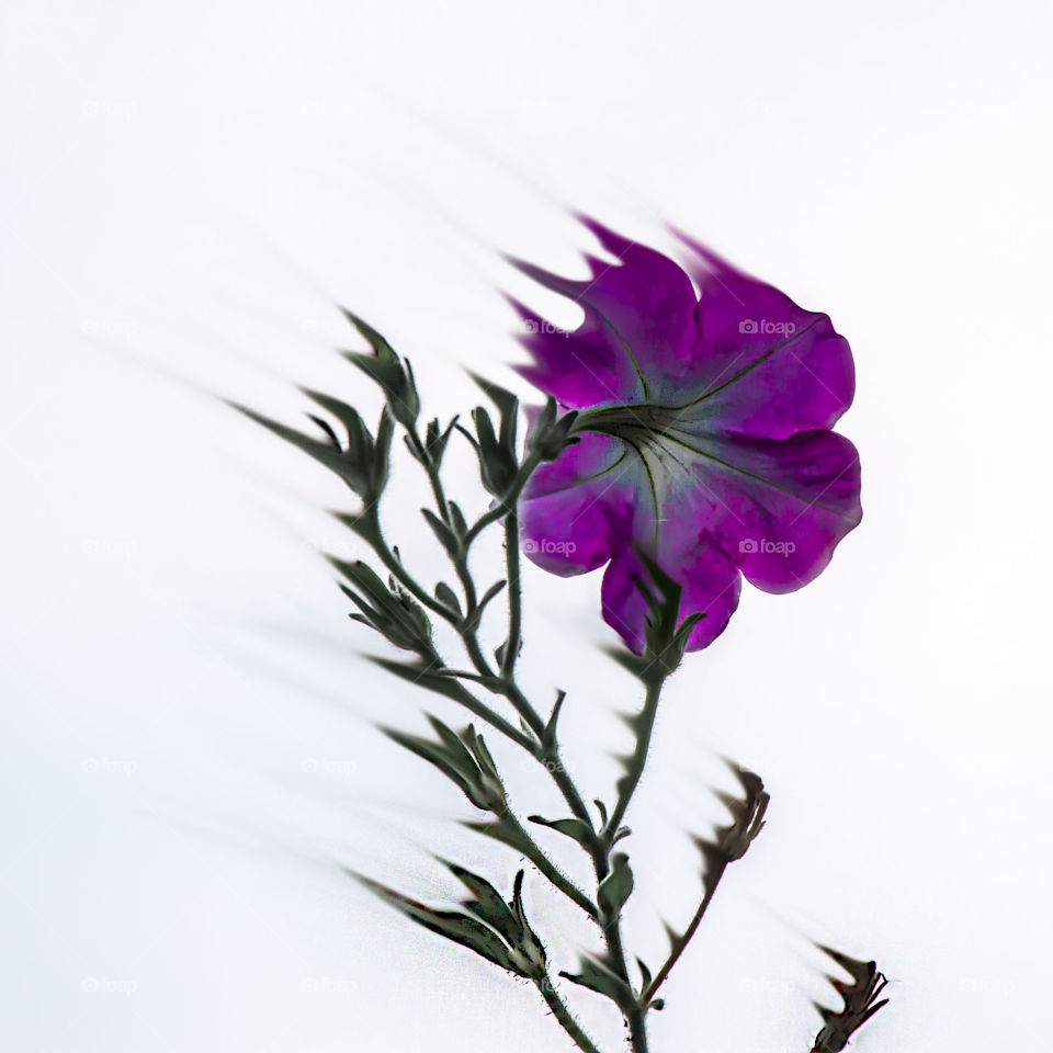 The wind and the flower