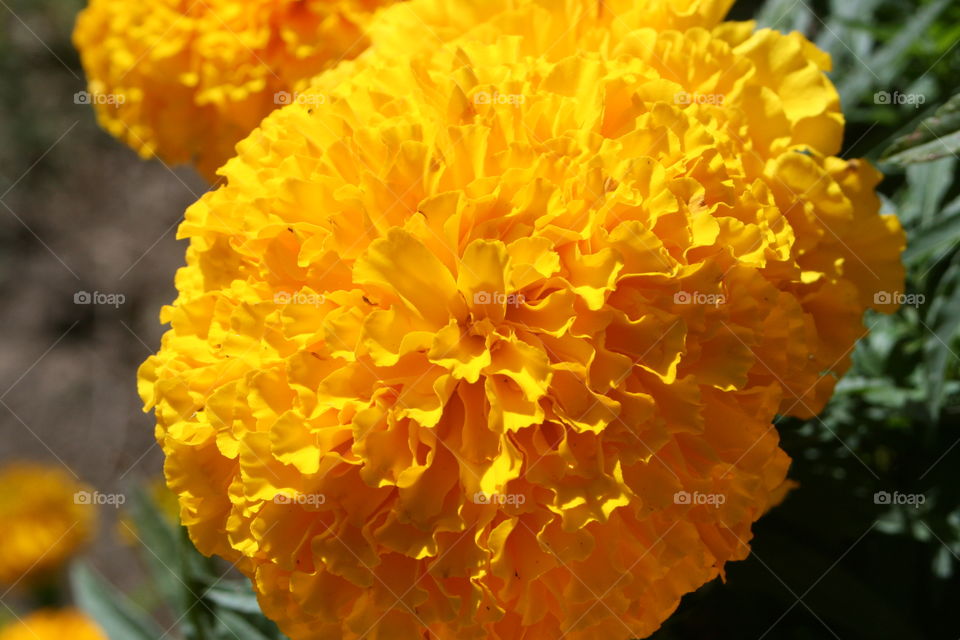 Close-up of yellow flower