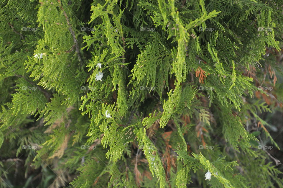 tree close-up