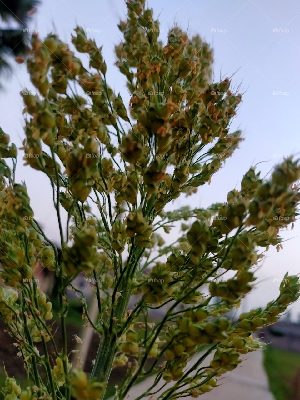 plant,nature,pure atmosphere,clean.