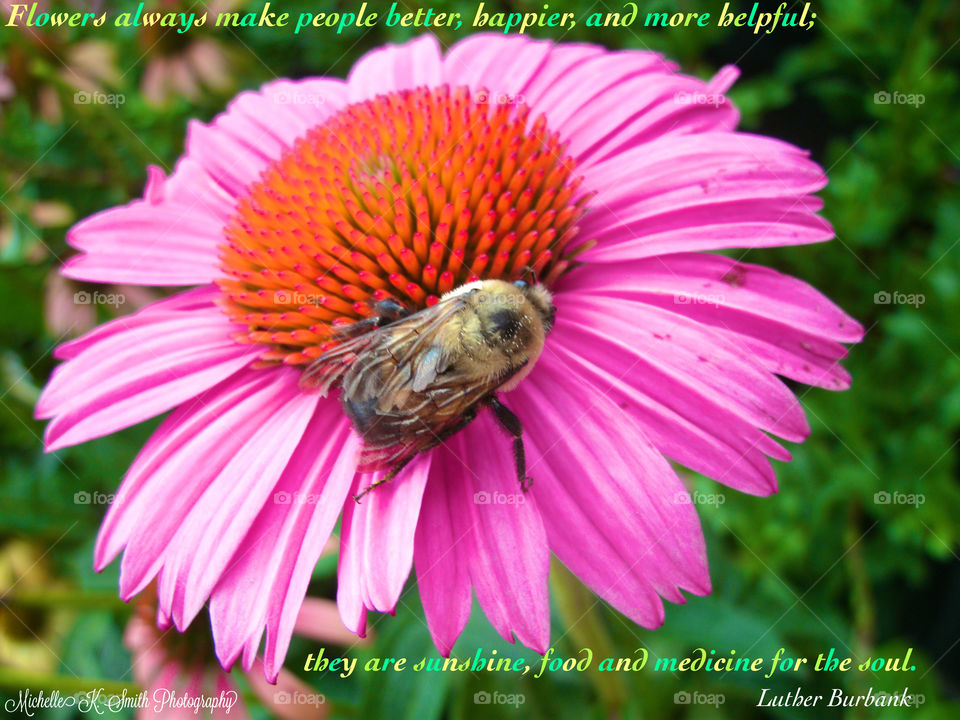 Flower Bee with a Quote