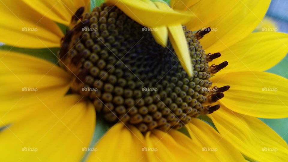 No Person, Nature, Sunflower, Flower, Summer