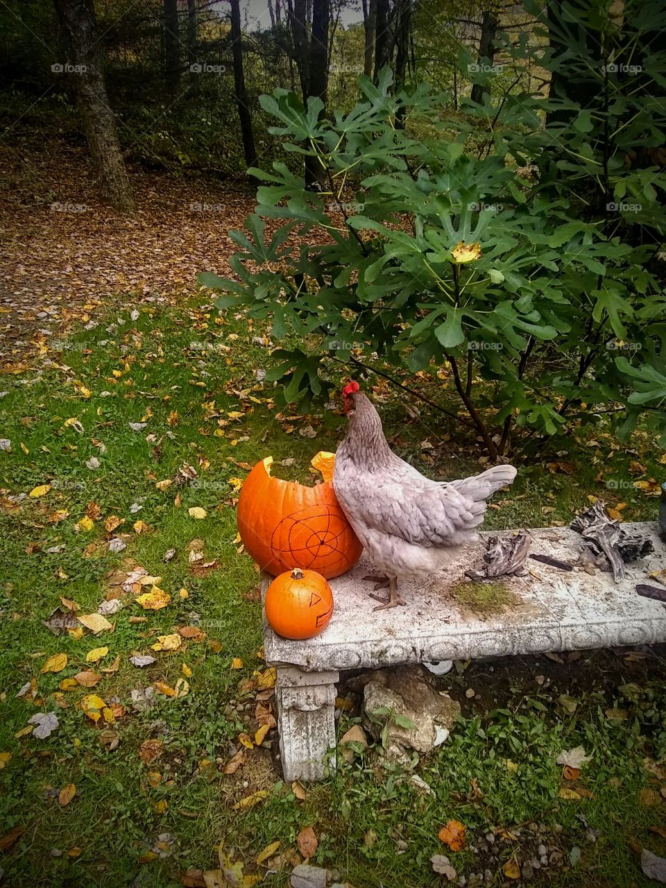 Jack-o'-lantern destruction