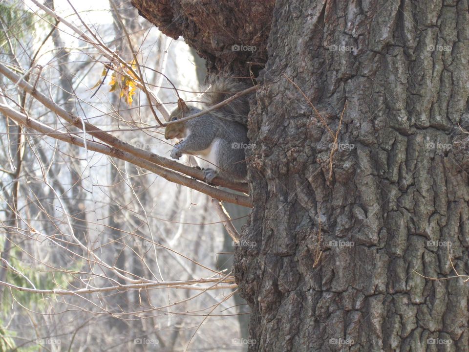 squirrel in NY winter beautiful Nice