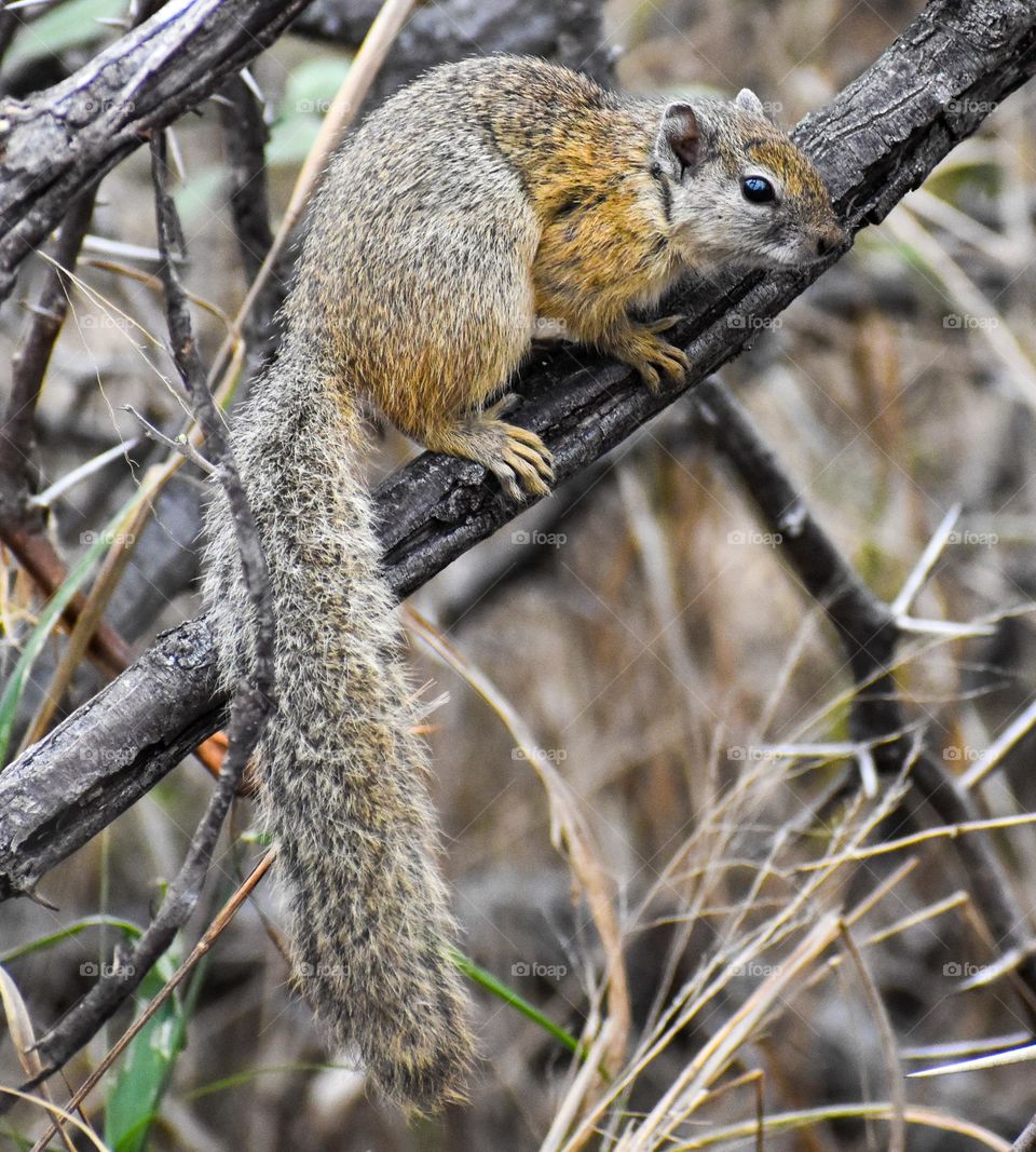 Small wild animal, wildlife located in Africa that are wild but can be domesticated as pets. Wild pets at home, in the backyard and in the garden.