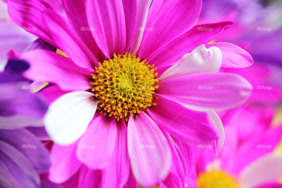 Pink and White Flower in Spring