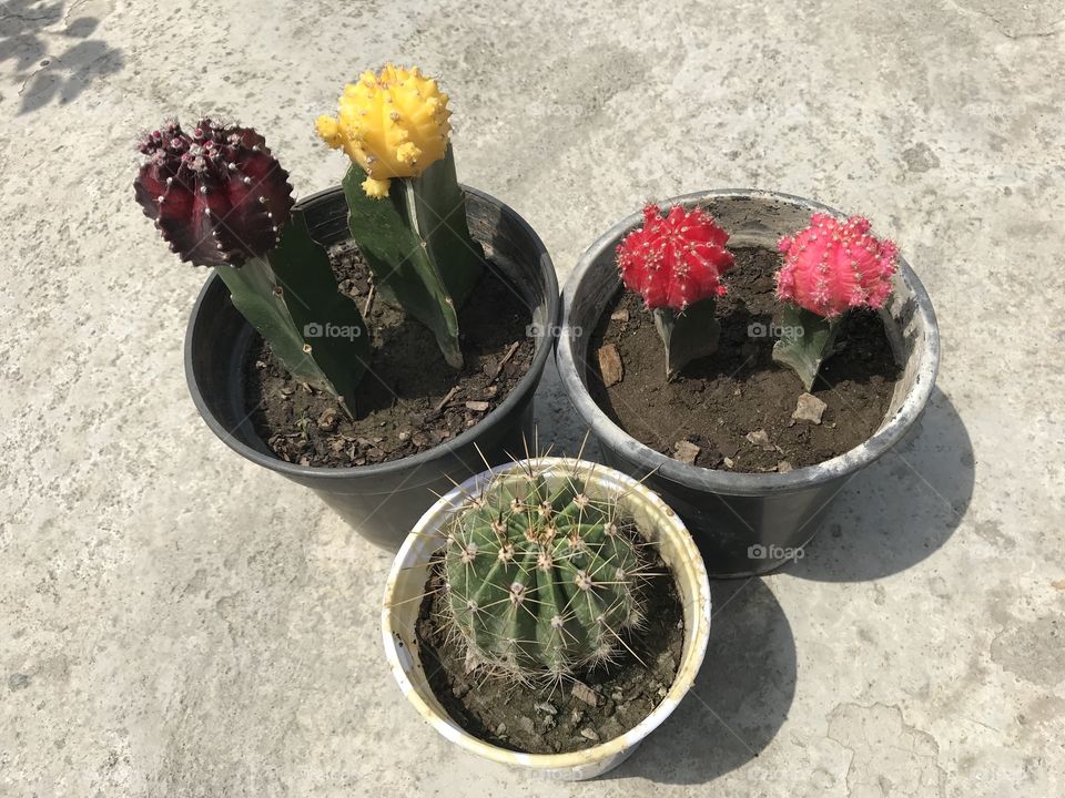 Mix moon cactus 