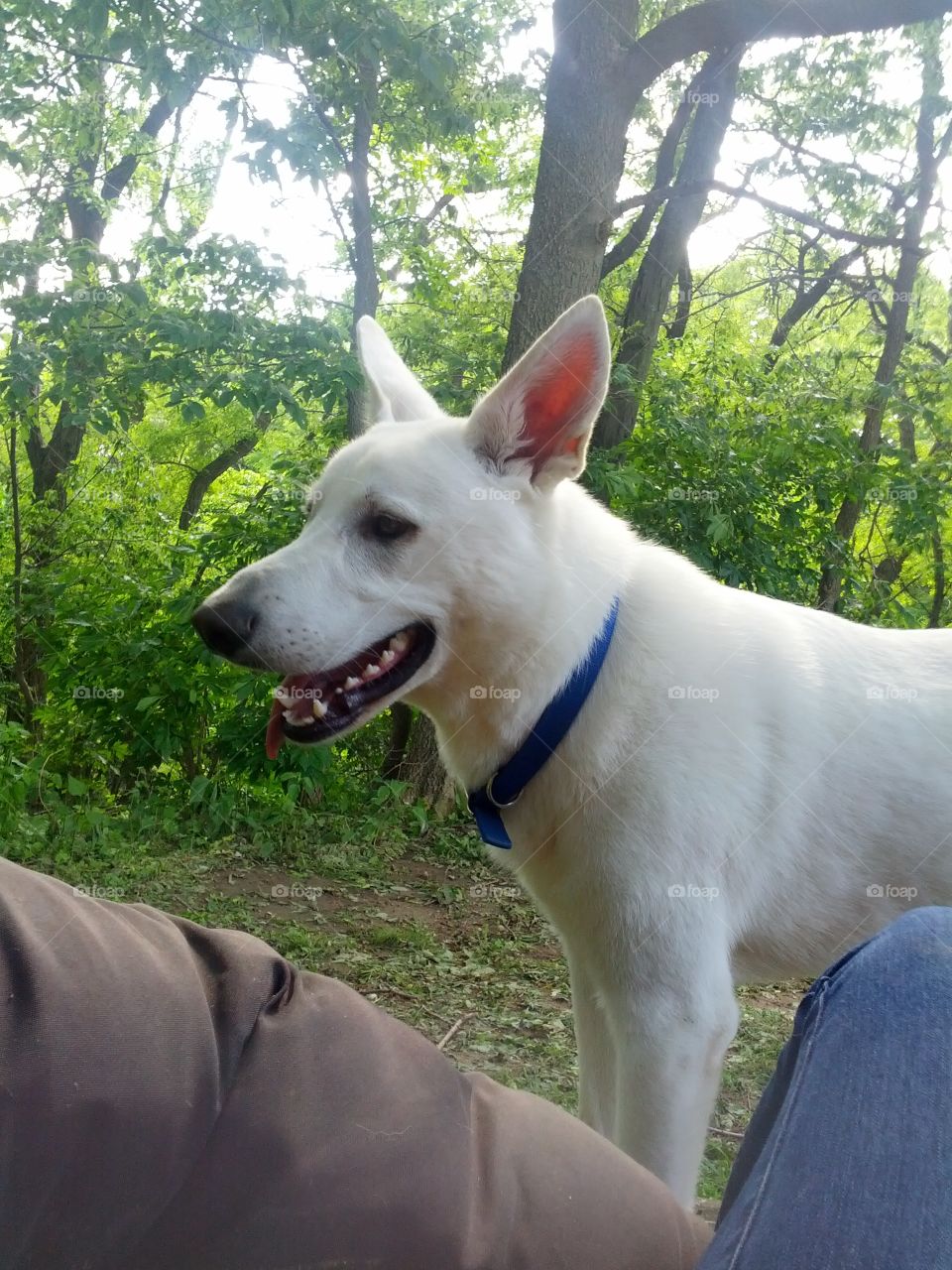 Happy smiling german shepard