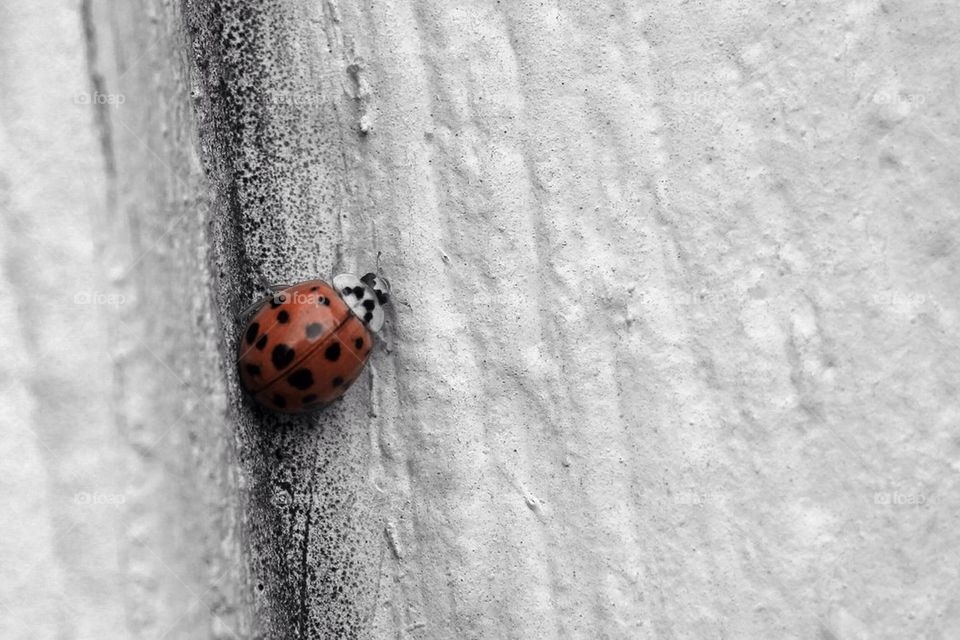 Lady Bug