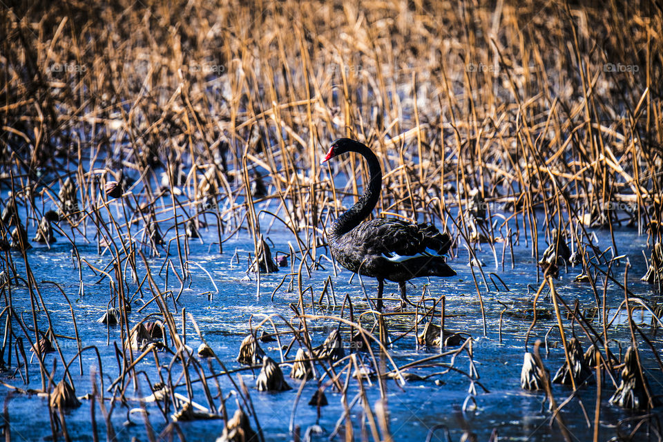 black swan in the sunlight