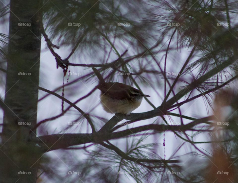 Carolina Wren