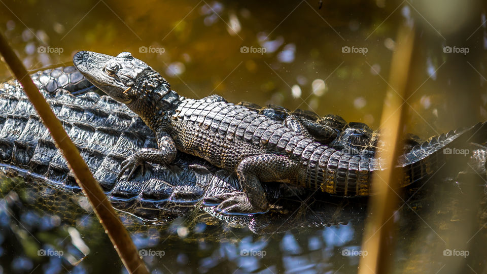 Close-up of alligators on water