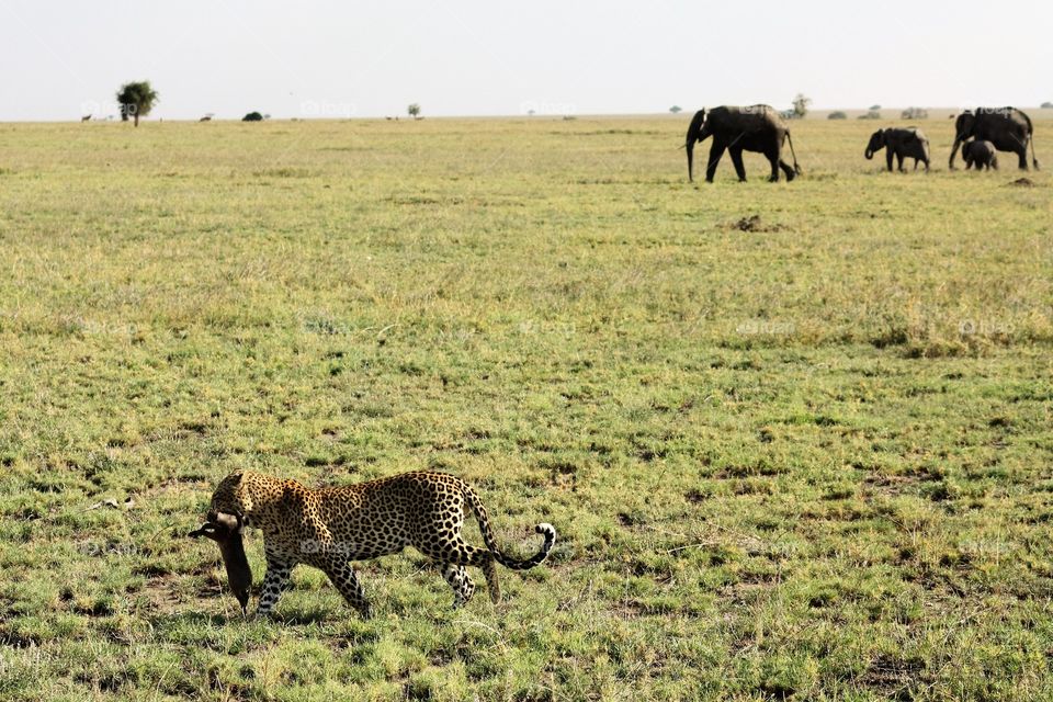A leopard heads toward a tree to eat a recent kill as elephants draw near
