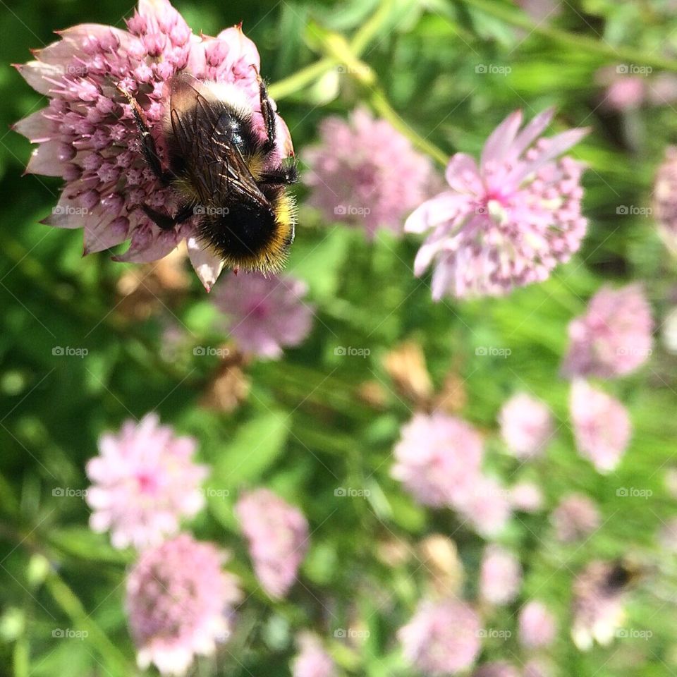 Astrantia major