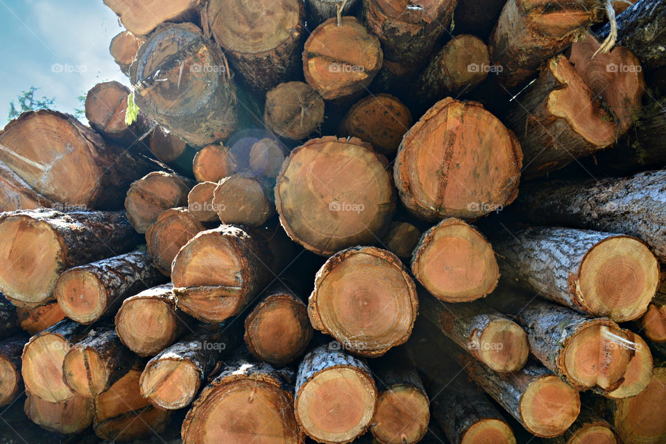 Stacks of Lumber, wood trees construction lumberjack forest nature industry trade logs pile