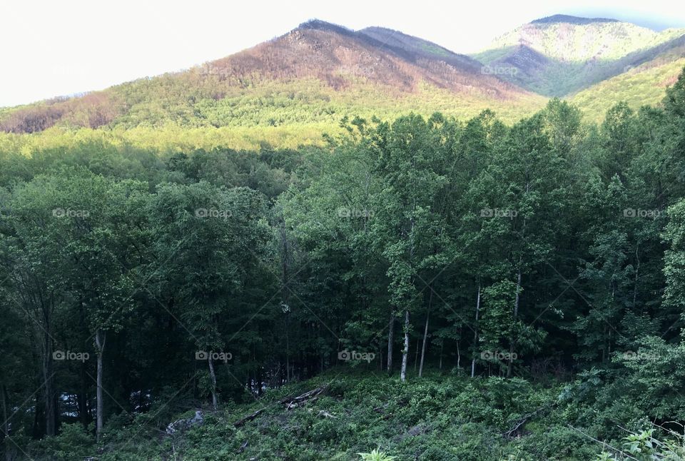 Smoky Mountains 