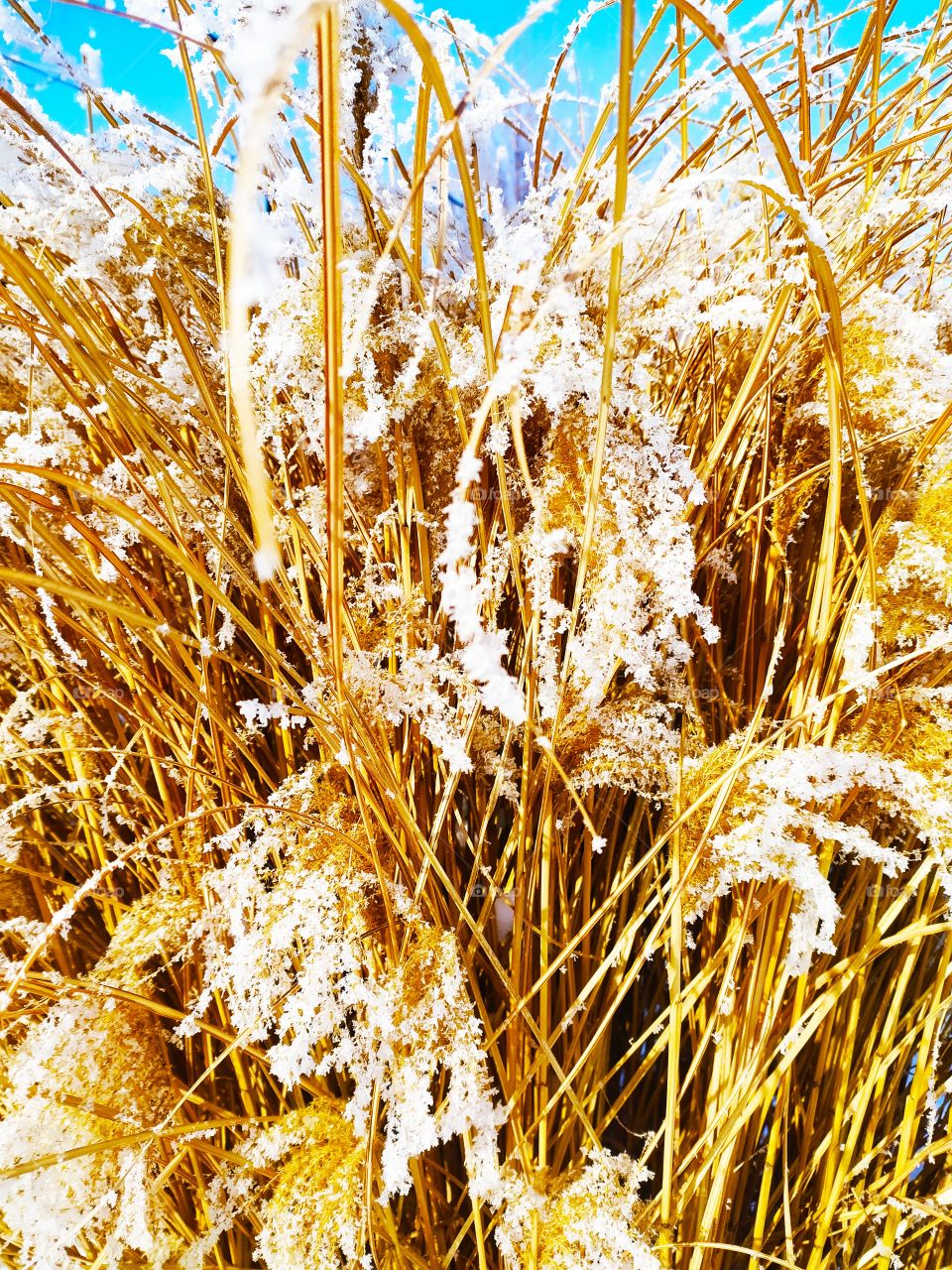 snow-covered reeds