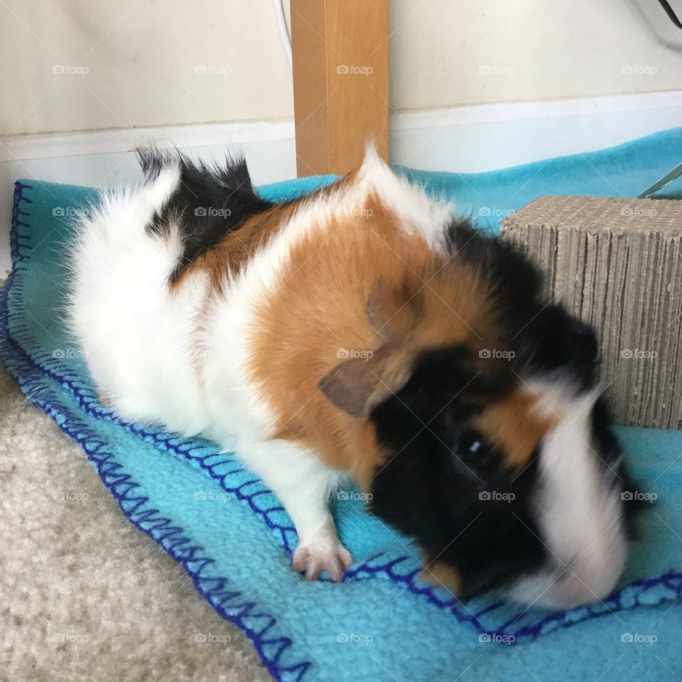 Mammal, Cute, Pet, Little, One