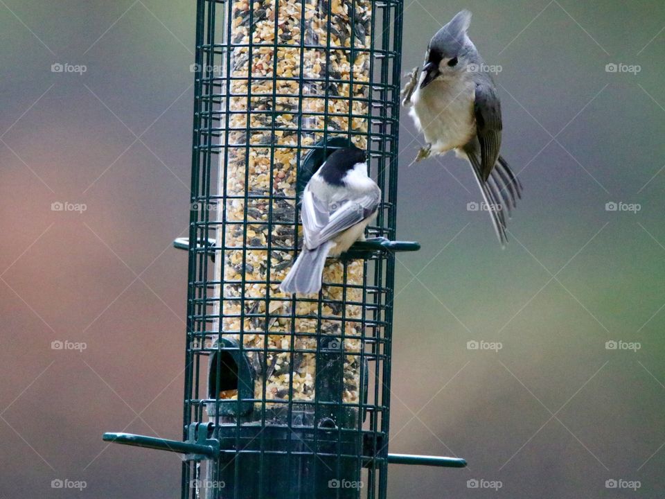 Careful regarding his territory against the  chickadee