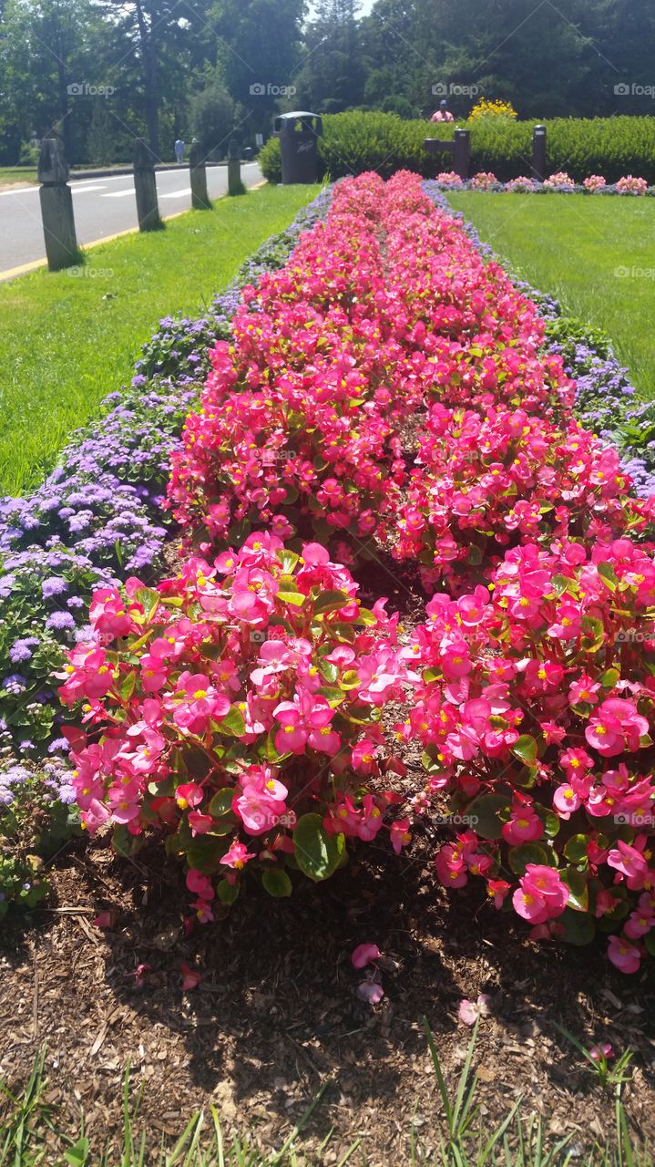 Flower, Garden, Blooming, Flora, Nature