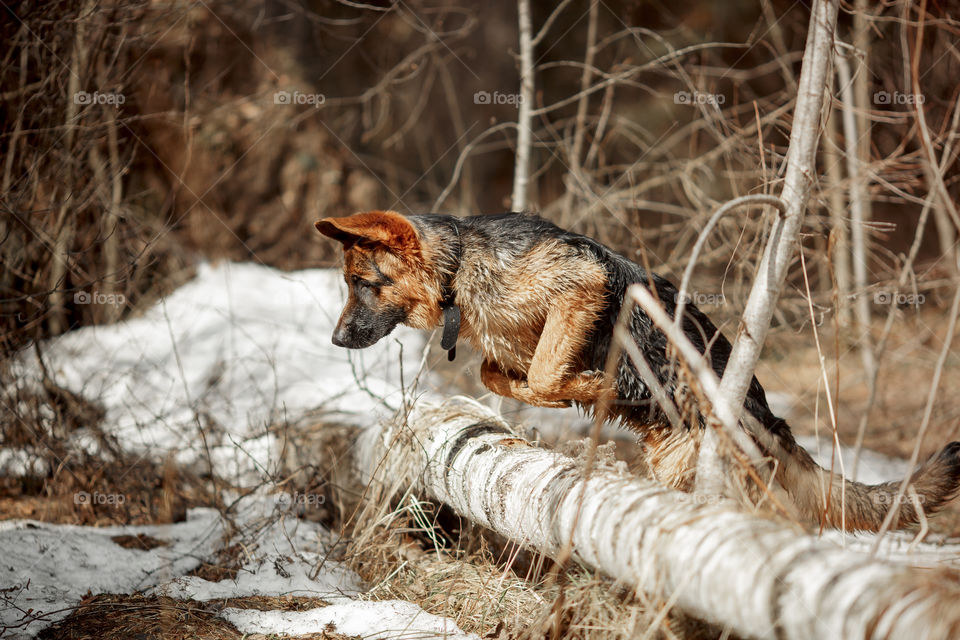 German shepherd 7-th months old puppy in a spring forest 