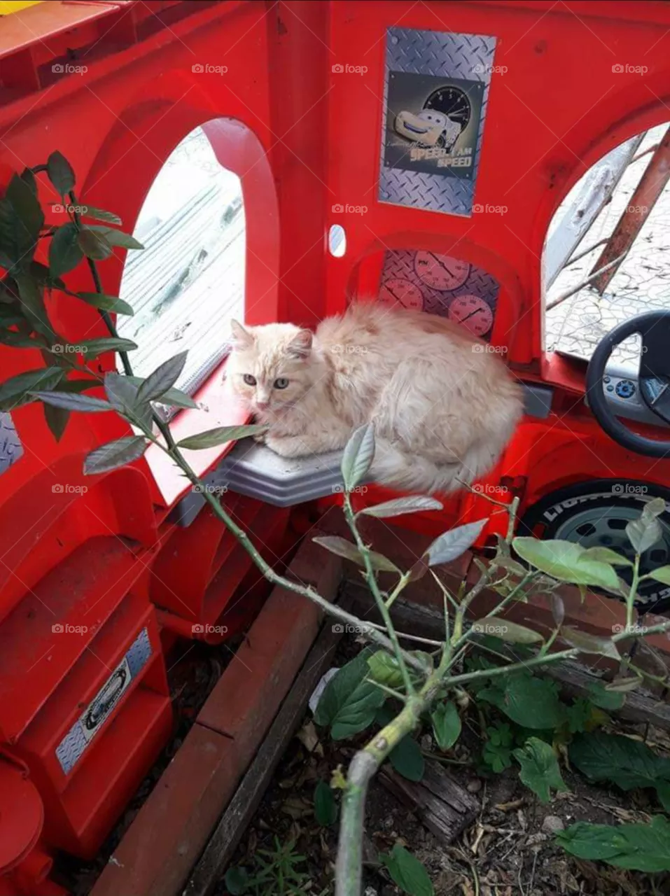 gatto