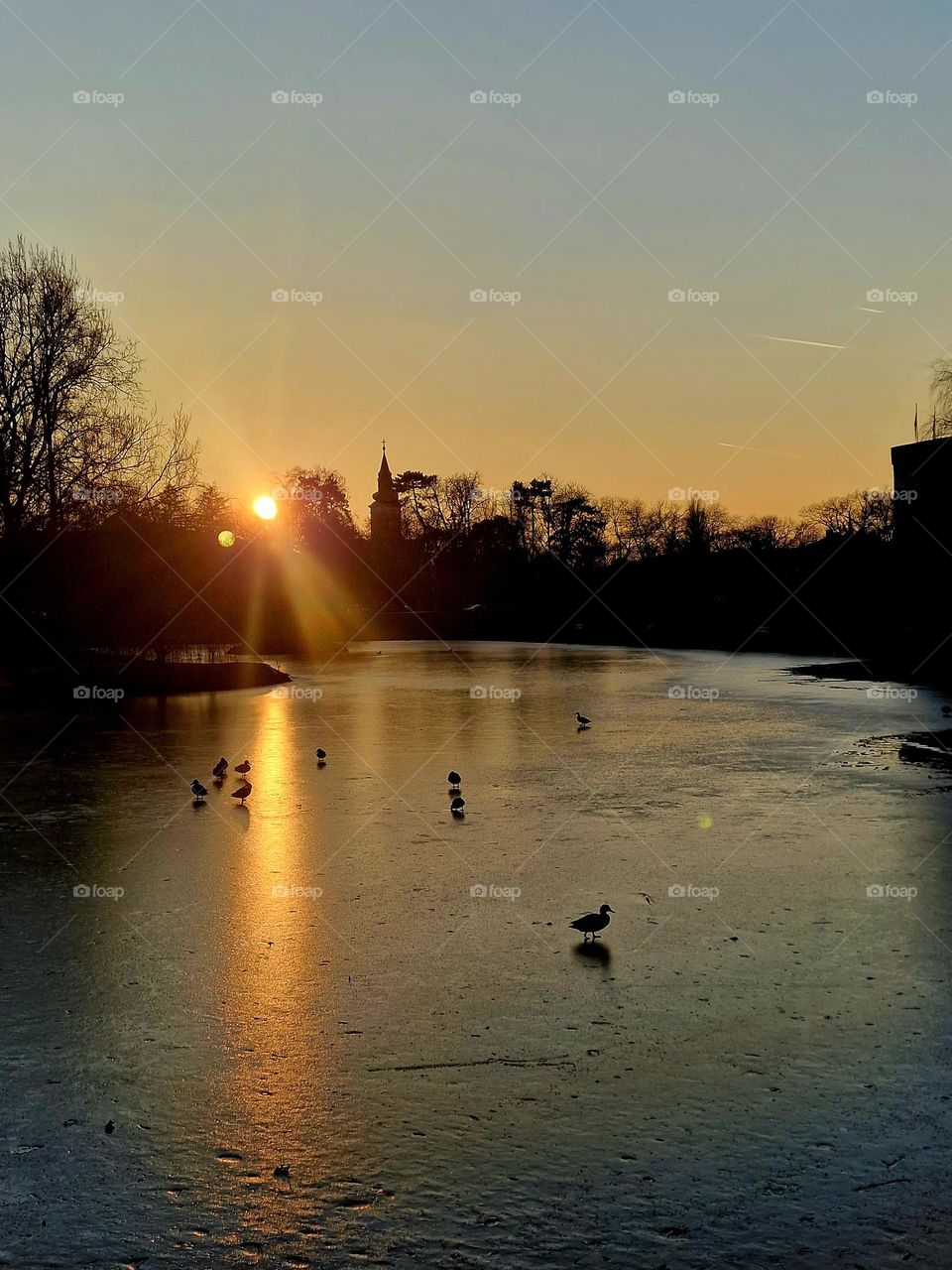 wild ducks on the frozen lake from the city of Gyula