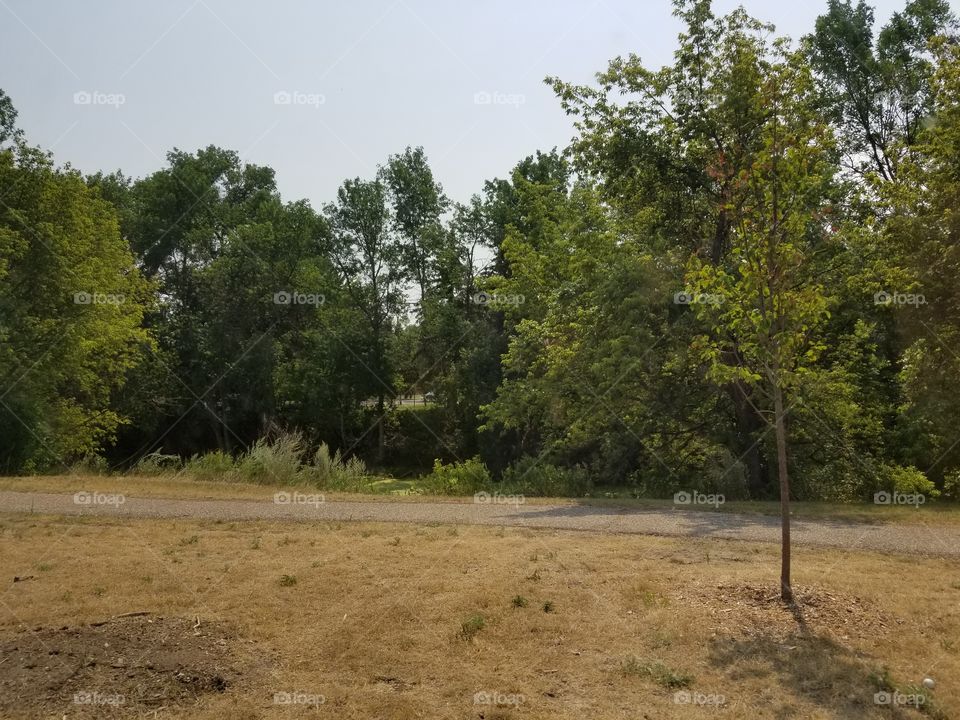 Tree, Landscape, No Person, Wood, Environment