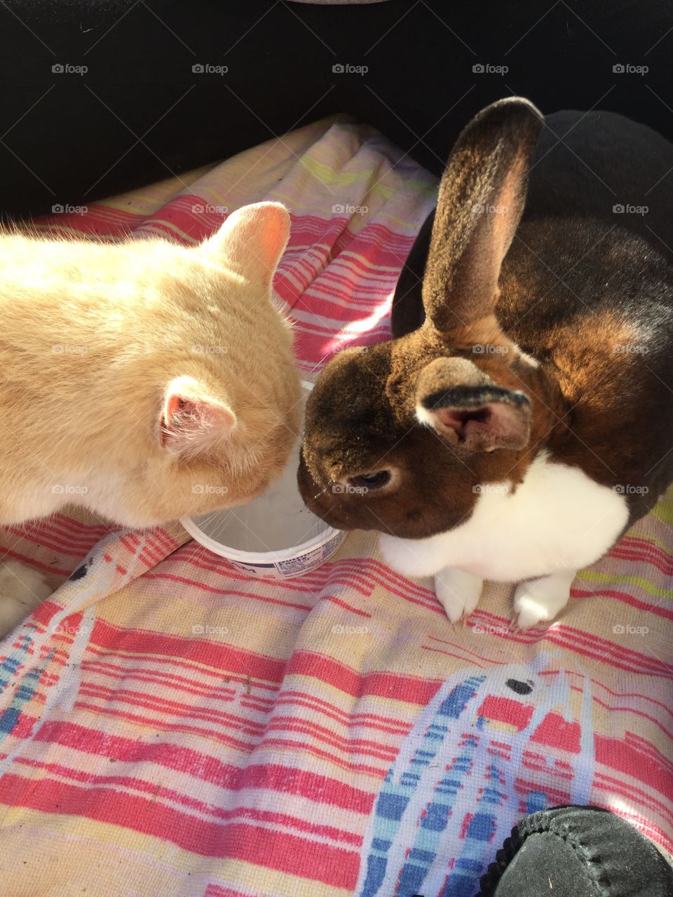 Cat and Rabbit drinking water