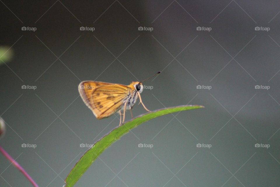 Small butterfly on the grass.